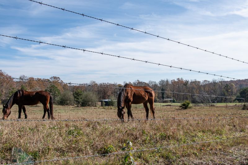 Electric Horse Fence System