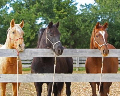 Keep Your Horses Safe